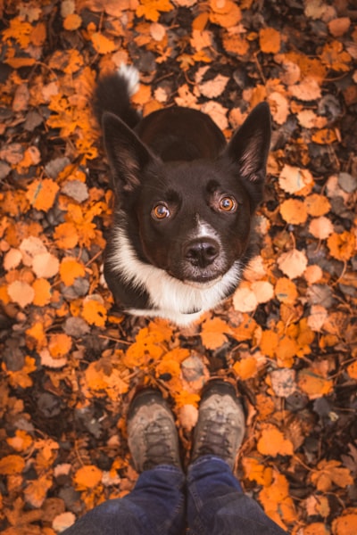 Top 5 Exciting Fall Dog Activities That Reinforce Obedience
