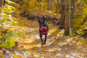 Top 5 Exciting Fall Dog Activities That Reinforce Obedience