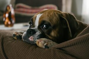 Busy Dog Owners: Proven Ways to Reinforce Training