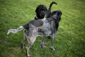 Dog Parks vs. Structured Play: What’s Better for Training?