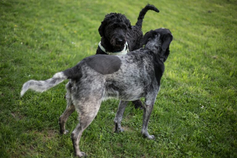 Dog Parks vs. Structured Play: What’s Better for Training?