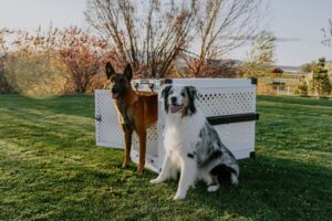 Crate Training 101: The Simple Positive Approach