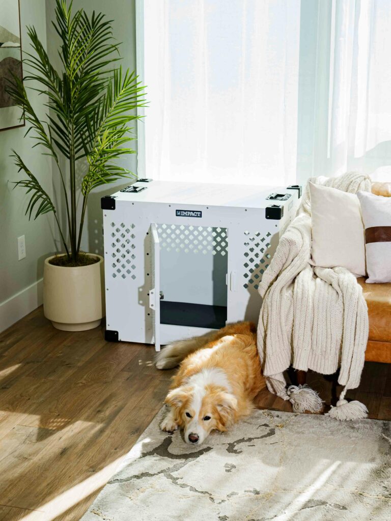 Crate Training 101: The Simple Positive Approach
