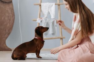 Obedience Training: A Powerful Lifelong Journey