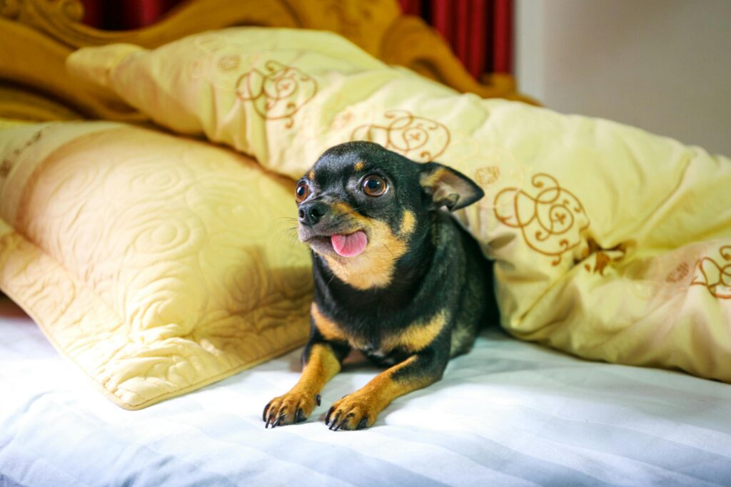 Busy Dog Owners: Proven Ways to Reinforce Training