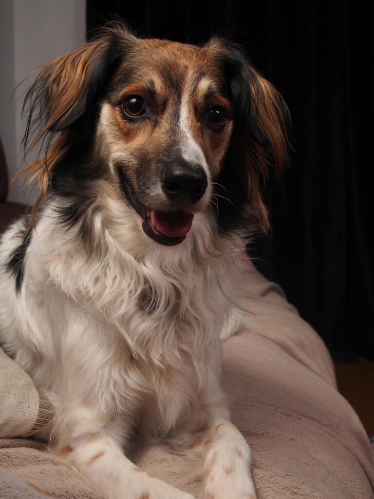 How to Introduce a New Dog and Avoid the Chaos
