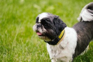 Leash Reactivity: Powerful Causes, Fixes, & Myths Explained