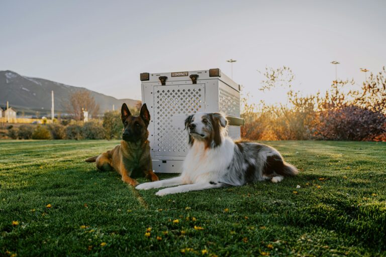 Holiday Season: Amazing Dog Travel Tips Every Owner Needs